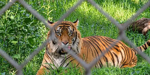 Tigre entre la vegetación del Jardín Botánico y Zoológico de Asunción